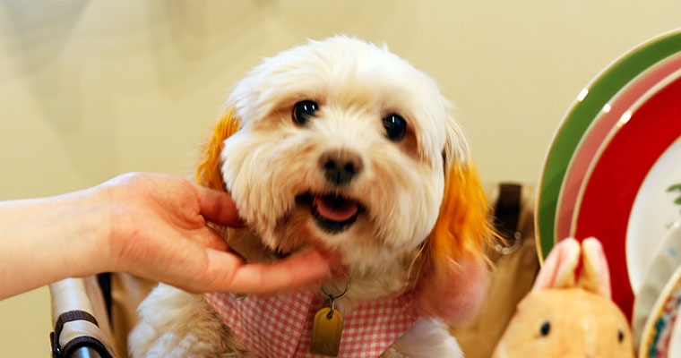 愛犬シフォンちゃん
