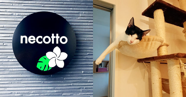 左：エントランスの「necotto」ロゴ。ここへ帰れば安心　右：Mオーナーがご自宅で飼われている猫ちゃん