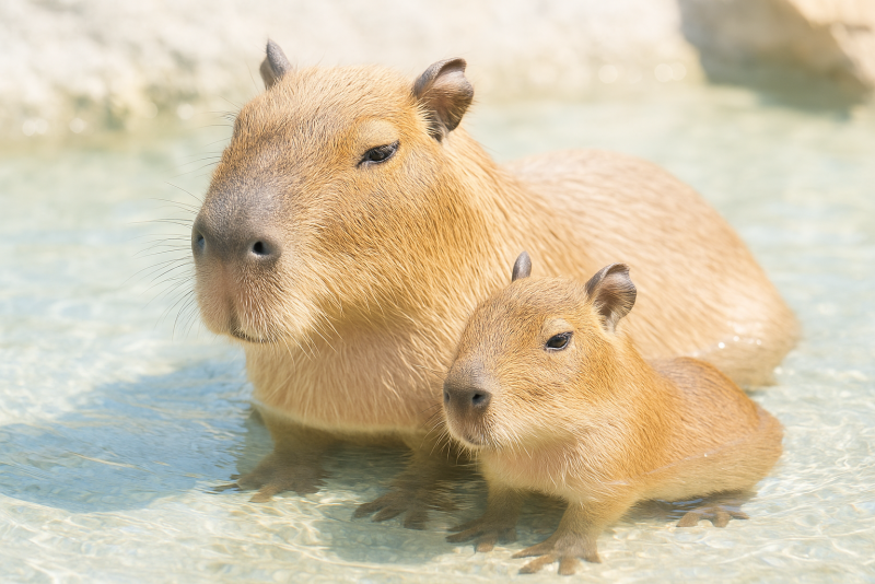カピバラって飼えるの?カピバラ飼育と引越しの仕方