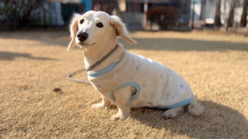【保護犬受け入れ】ペット系SNSインフルエンサーの本音