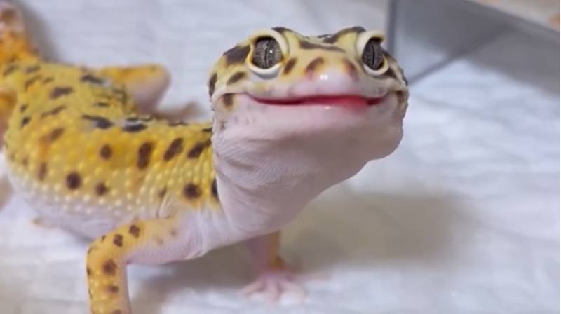 【インタビュー】ヒョウモントカゲモドキ育成の裏側