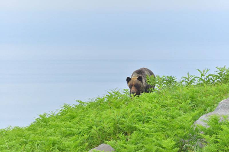地価LOOKレポート2025年第3四半期　クマ出没エリアが対象地区にも