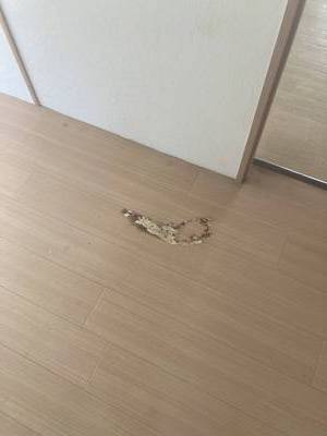 床に家具による傷あり