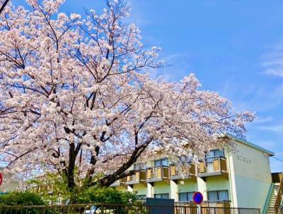 大きな桜が目を惹きます♪駐車場あり♪