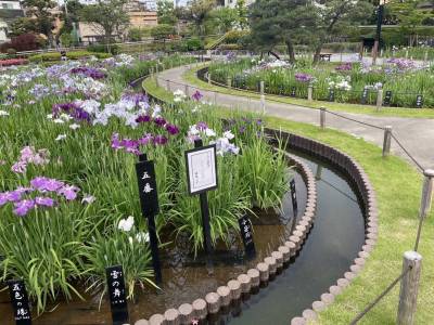 すぐそばの堀切菖蒲園の菖蒲のお花は種類が多くて圧巻♪
