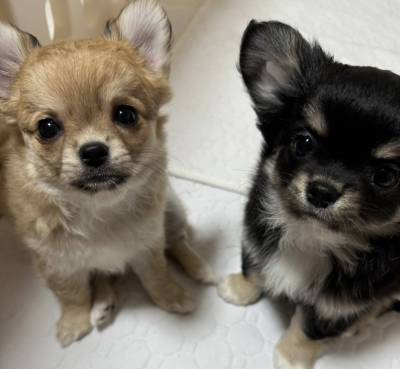 ペット可物件だから小型犬や猫は1匹飼育OK♪