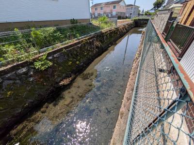 この清流が庭先を流れています。大小お魚が沢山泳いでます。