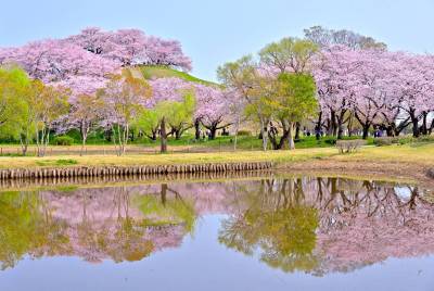 さきたま古墳公園