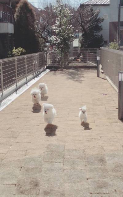 150m2の天然芝ドッグランはワンちゃんが喜びます