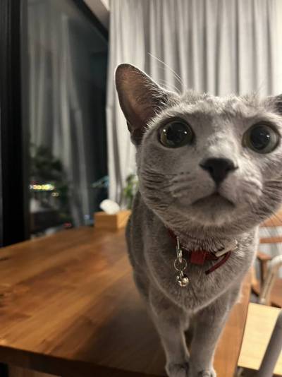 猫ちゃんも一緒に暮らせる超希少な物件です！！