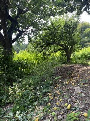 不作に次ぐ不作と言われていたのに豊作だった南高梅二株