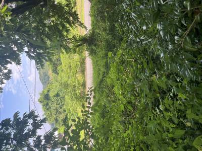 直射日光から守られた家庭菜園用地はほったらかし農法向き