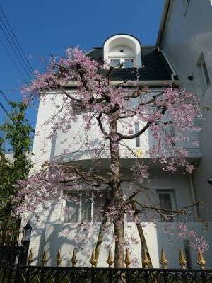 【しだれ桜が美しい庭】