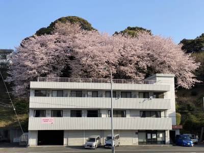 春には裏山の桜が綺麗です。