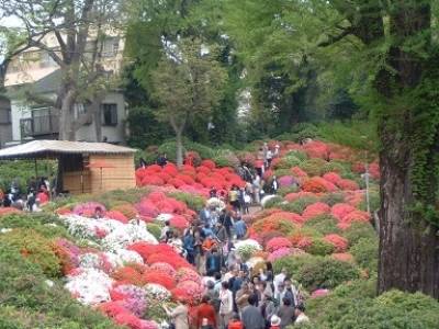つつじの名所根津神社