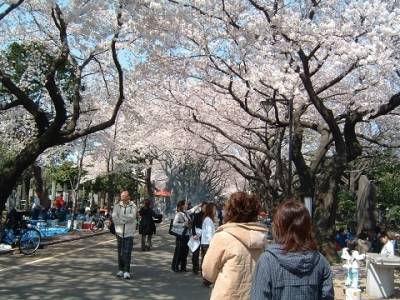 桜がきれいな谷中霊園