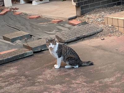 お庭で見かけたネコをパシャリ☆