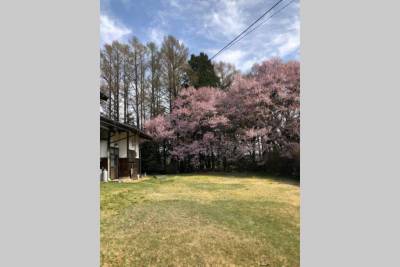 春には桜も見ることができます。