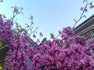 今年の春、庭に咲いた花