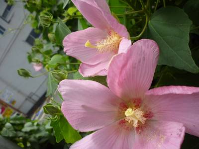 昨年夏、庭に咲いた花