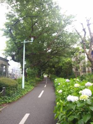 多摩湖自転車道、小平側
