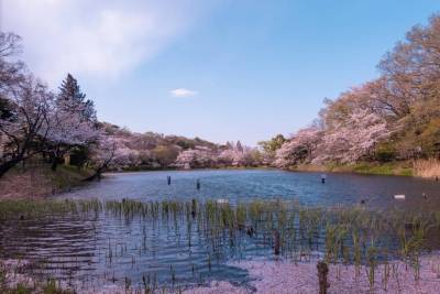 三ツ池公園1.1km