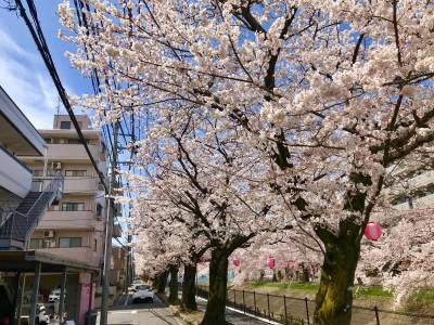 建物前の道。春には桜通りとなり、とても綺麗です！