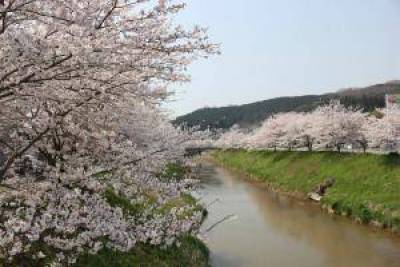 駅近くも流れる宇陀川沿いの桜並木は絶景です！