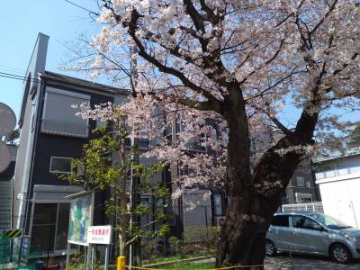 春には満開の桜が窓から見えます。