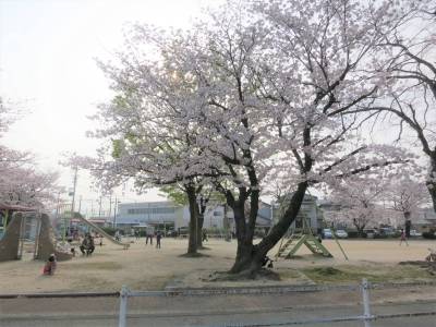 目の前の公園。春にはきれいな桜が満開に。