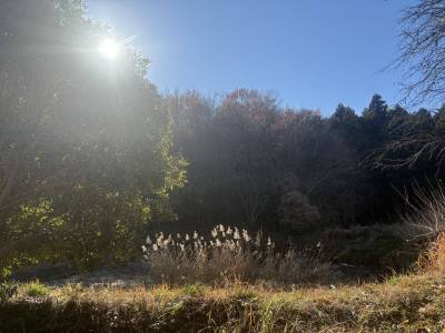 冬&hellip;水が減ってしまったものの小鳥たちの集う溜池