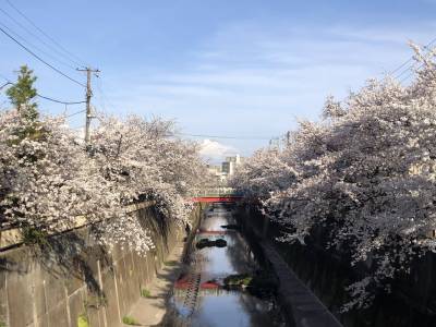 駅に向かう途中の石神井川の桜並木