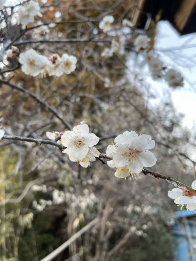 2/5　梅が満開です