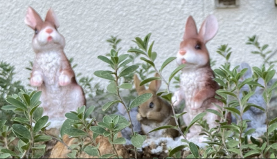 庭のうさぎちゃんです♪ハーブやお花がいっぱい♪