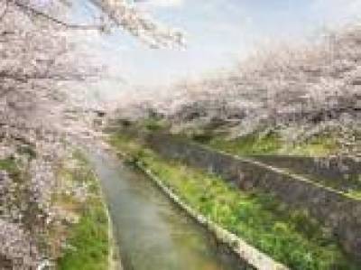 日本桜１００選の山崎川が散歩コース