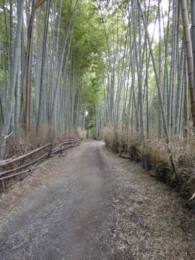 正伝寺近辺の竹林