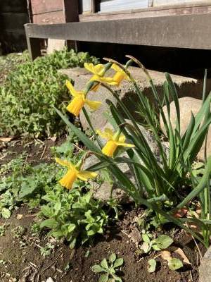 お庭があるので、家庭菜園や花壇など自由にお使い頂けます