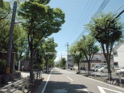 南塚口の並木通り