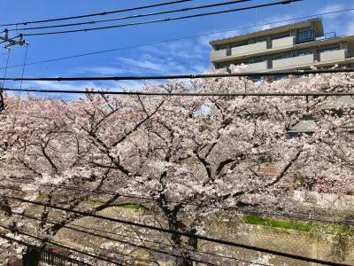 出窓からの眺望。春には室内でお花見ができます
