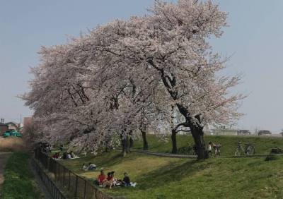 近所の荒川沿いは桜が綺麗です。