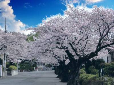 ★駅周辺は見事な＜桜＞が咲き誇ります★