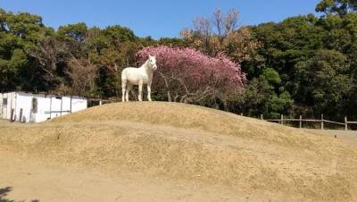 歩いていける距離に乗馬クラブがあります。