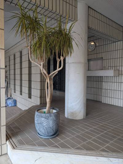 植物が配置されています