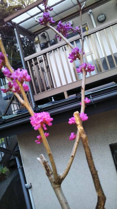 庭に咲くハナズオウ（花蘇芳）