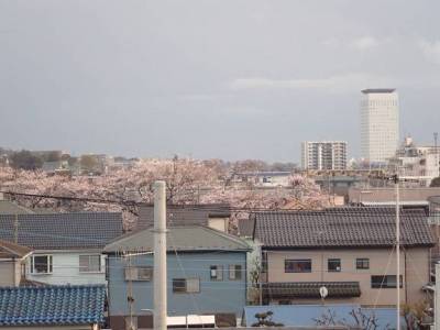 春には窓からお花見もできますよ♪