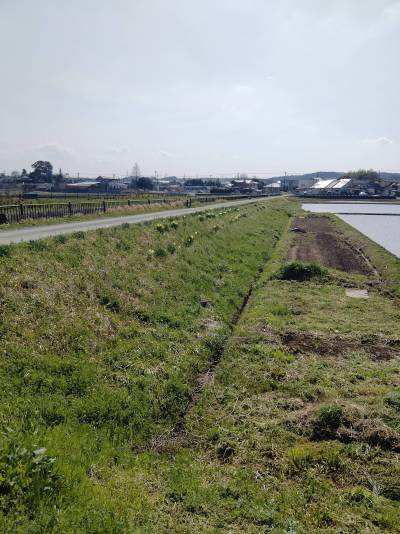 家の近くのお散歩道は舗装されておりペットのお散歩が多いです。