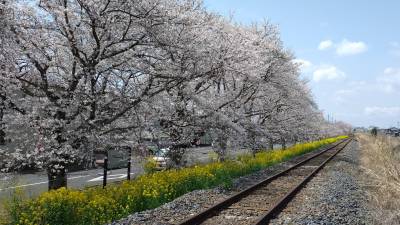 春の北真岡の桜は圧巻です。