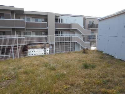 和芝　夏は緑になります