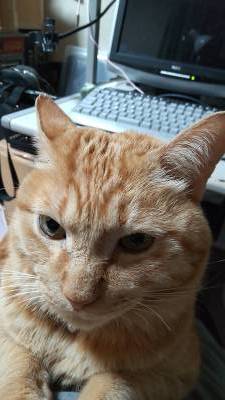 猫ちゃん飼育の場合はクリーニング代含む敷金が必要になります。