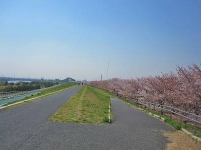 荒川サイクリングロードが近く、春には桜が満開に。